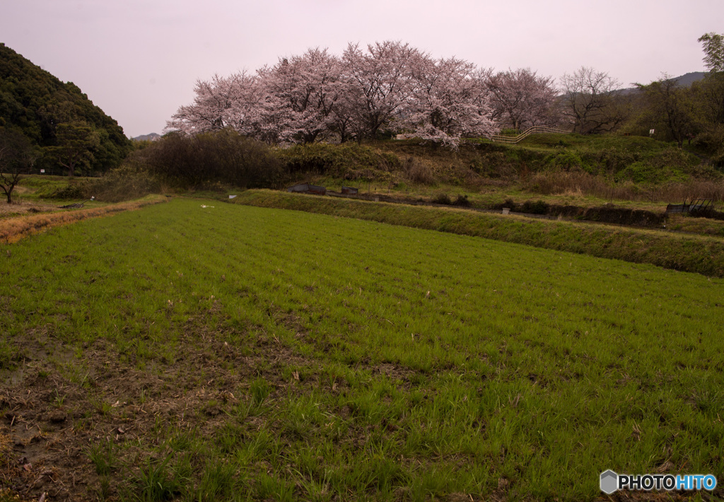 山の辺の道の桜風景