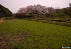 山の辺の道の桜風景