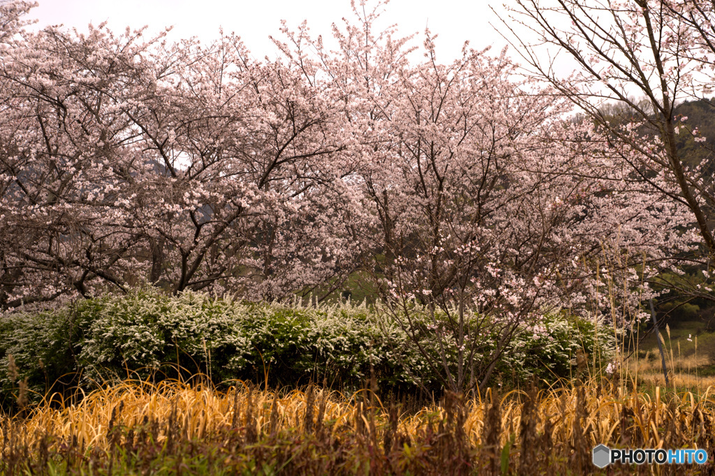 山の辺の道の桜風景