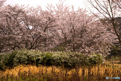 山の辺の道の桜風景