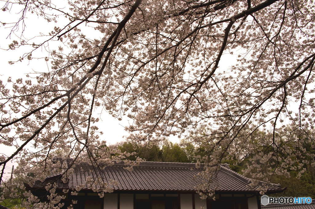 山の辺の道の桜風景