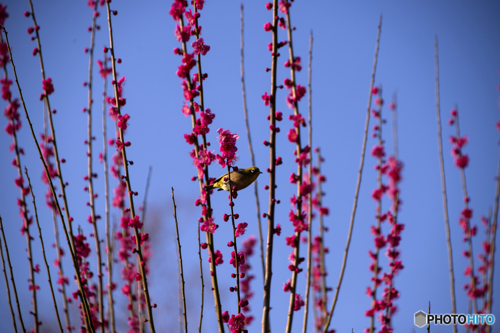春の詩