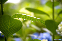 雨の紫陽花　1