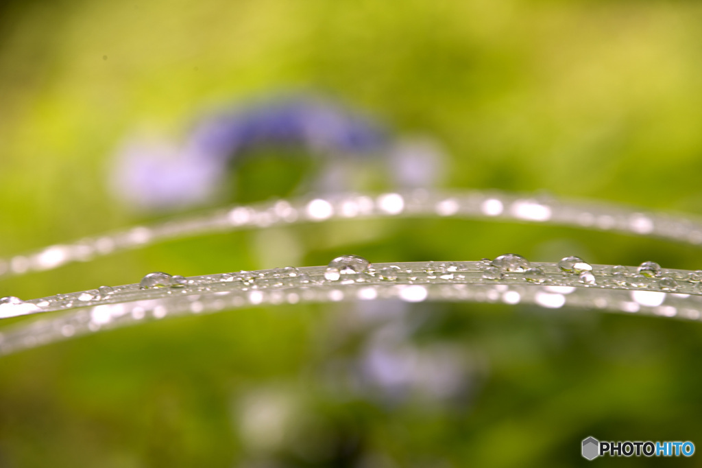 雨の日のアジサイ　5