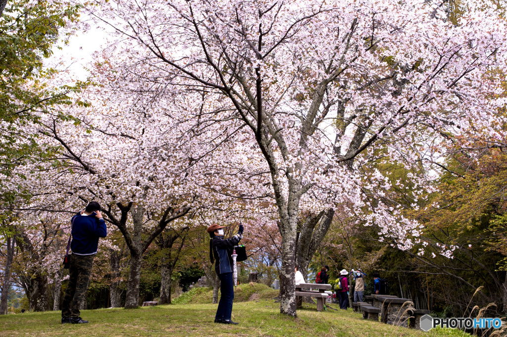 吉野山桜　人と桜