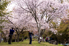 吉野山桜　人と桜