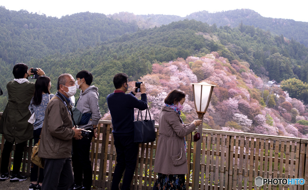 吉野山桜　人と桜