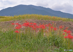 葛城山を仰ぐ