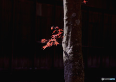 １枝の紅葉