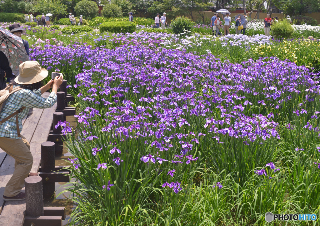 城北菖蒲園