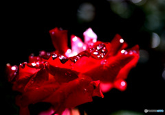 薔薇の涙