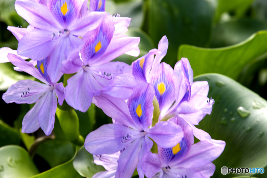 ホテイアオイの花