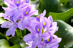 ホテイアオイの花