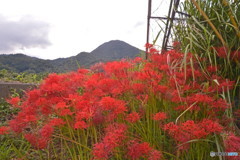 秋の野