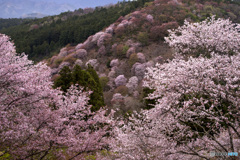 吉野山桜