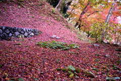 散紅葉のジュータン