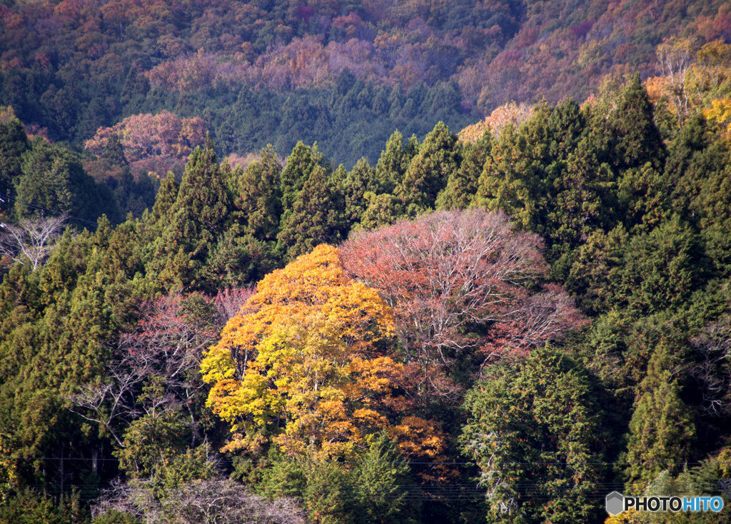 室生口大野里山