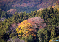 室生口大野里山