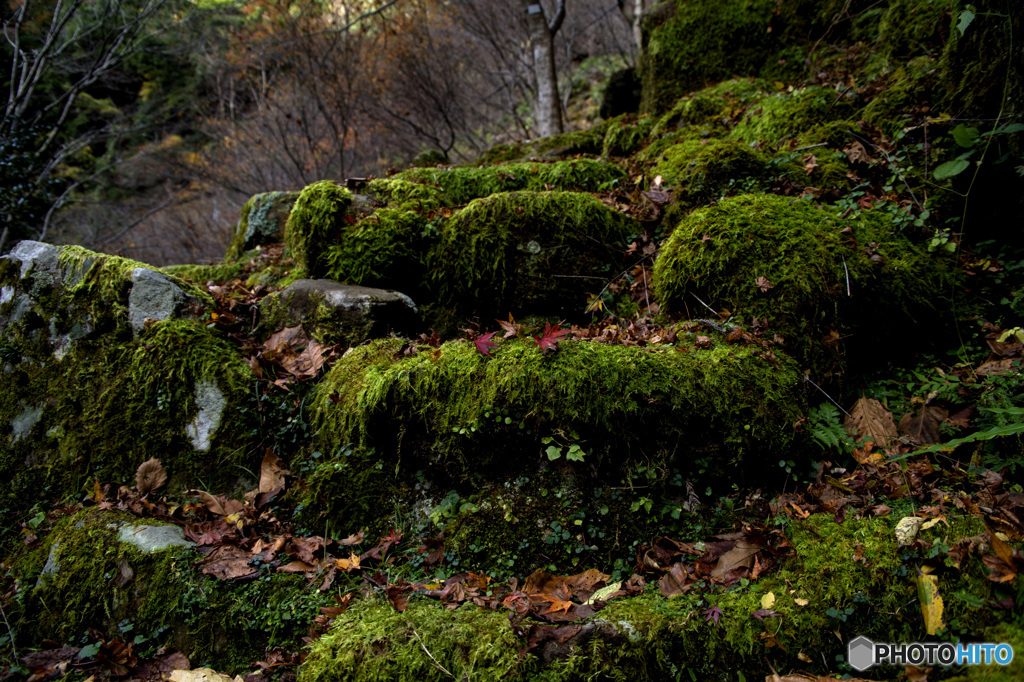 苔の階段