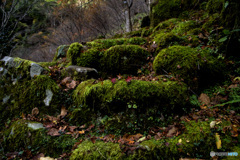 苔の階段