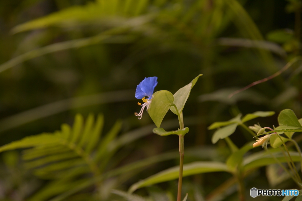 つゆ草　