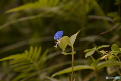 つゆ草　