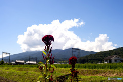夏雲