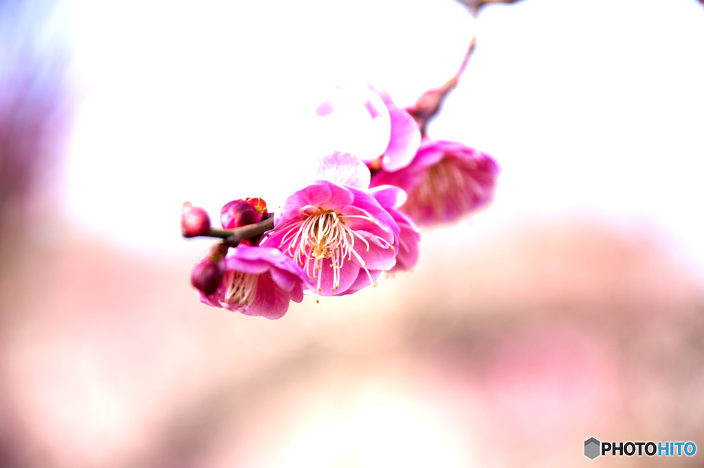 八重唐梅