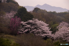 春彩
