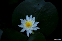 お盆