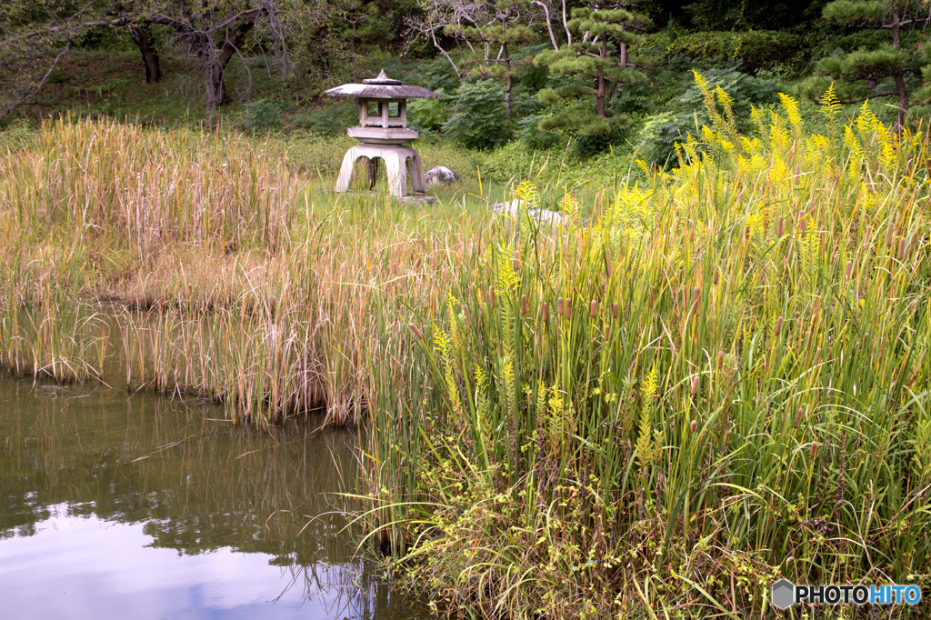 荒れた日本庭園