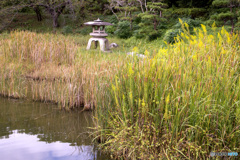 荒れた日本庭園