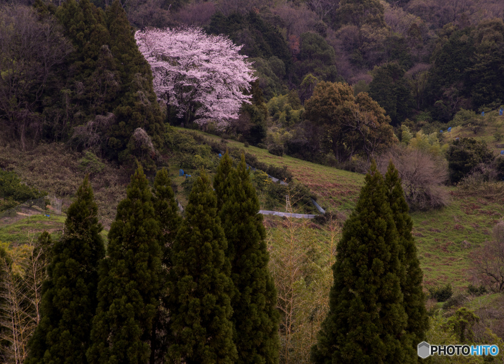 山の辺の道の桜風景