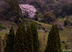 山の辺の道の桜風景