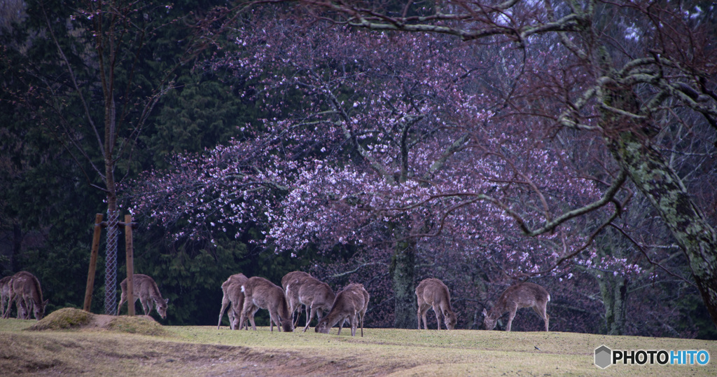 早春の飛火野