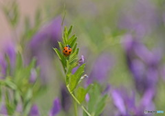 テントウ虫の歌