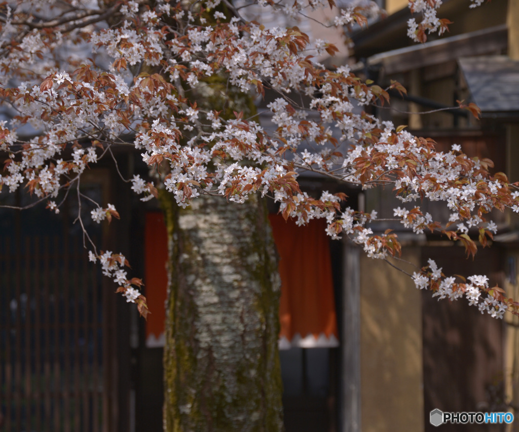桜咲く