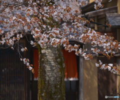 桜咲く