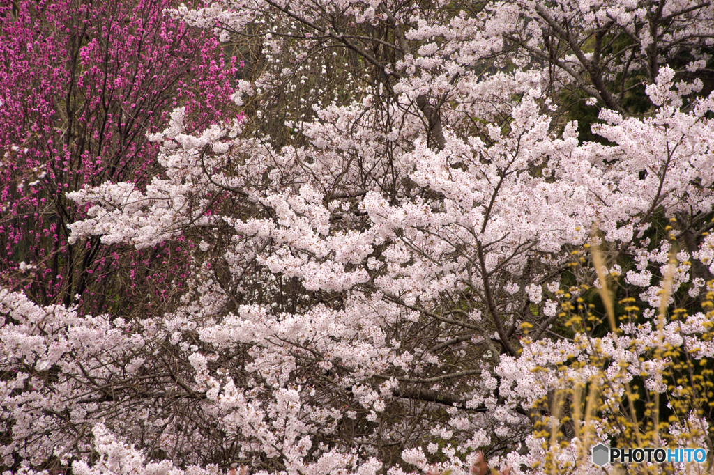 山の辺の道の桜風景