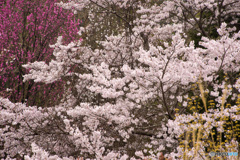 山の辺の道の桜風景
