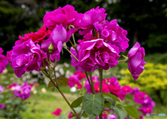 薔薇の花束