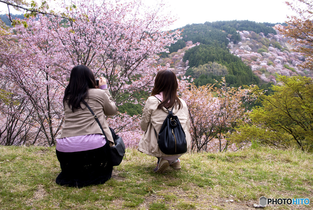 吉野山桜　人と桜　　　