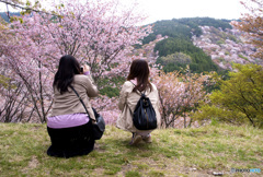 吉野山桜　人と桜　　　