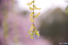 春の花