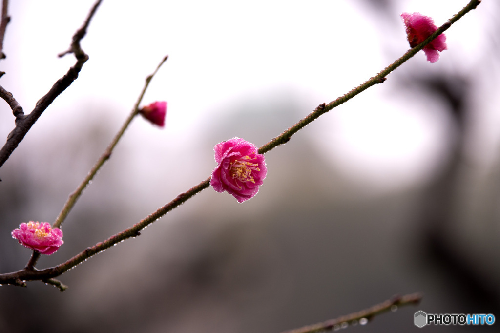 紅梅