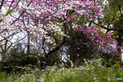 3.14鶴見緑地