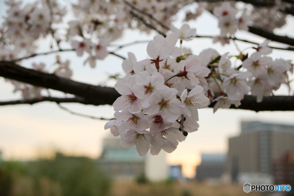 桜