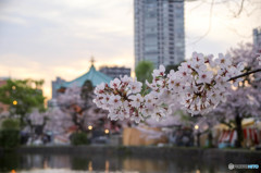 桜