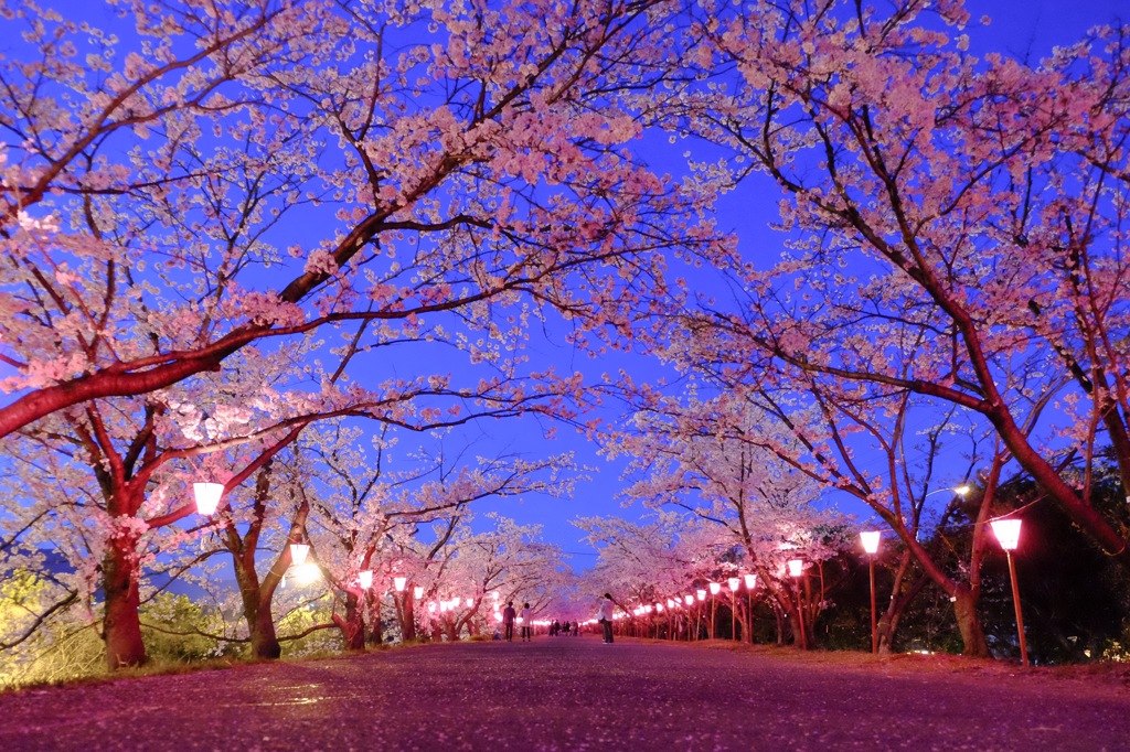 夜の桜並木