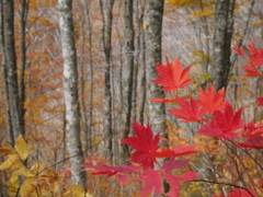 晩秋紅葉